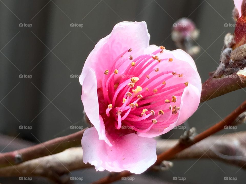 Nectarine tree blossom fruit tree buds and blossoms pink 