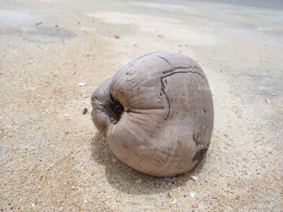coconuts on the beach