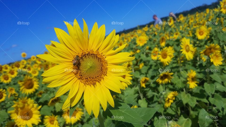honey bee on sunflower in a field