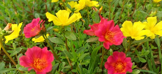 Beautiful flowers