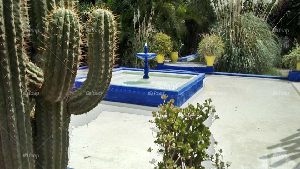 beautiful  garden with fountain