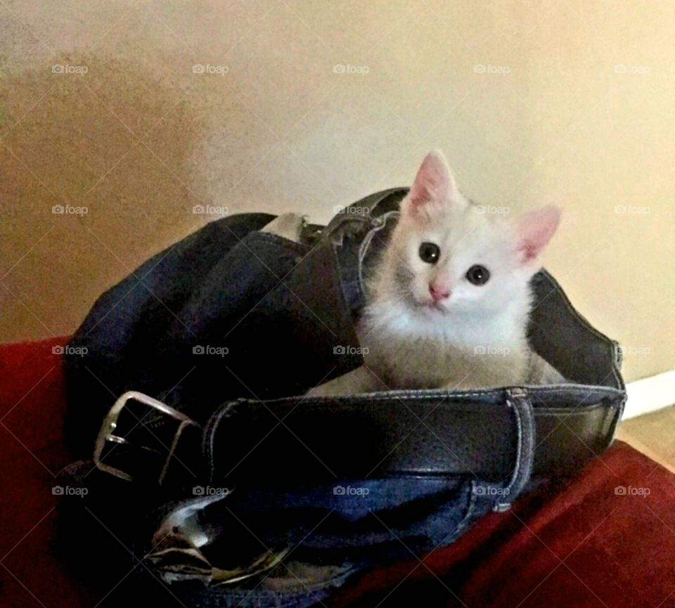 Snowball hiding in someone's pants.