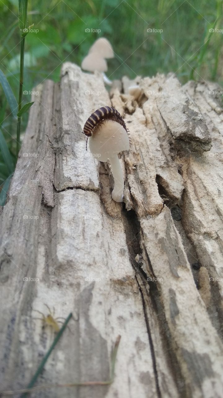 insect on fungus