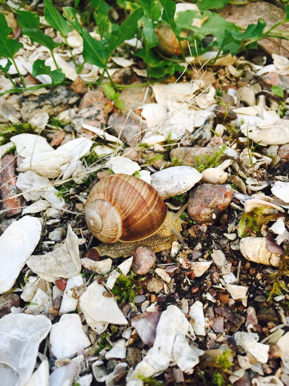A cute snail. Out walking and found this little cutie