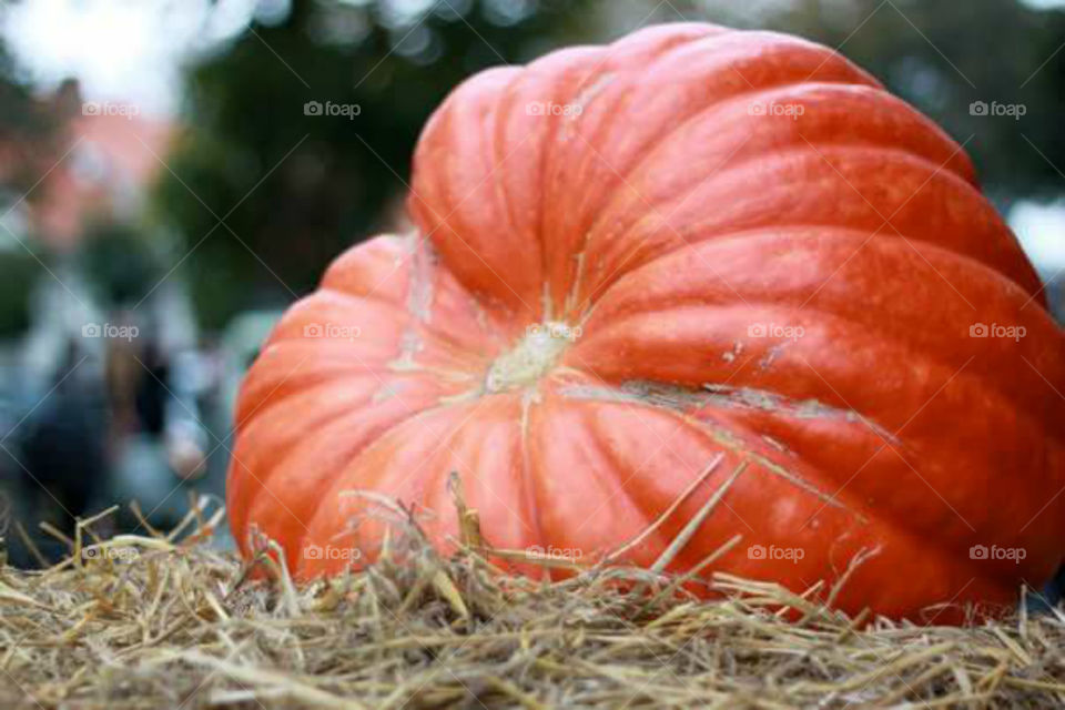 GREAT PUMPKIN !!