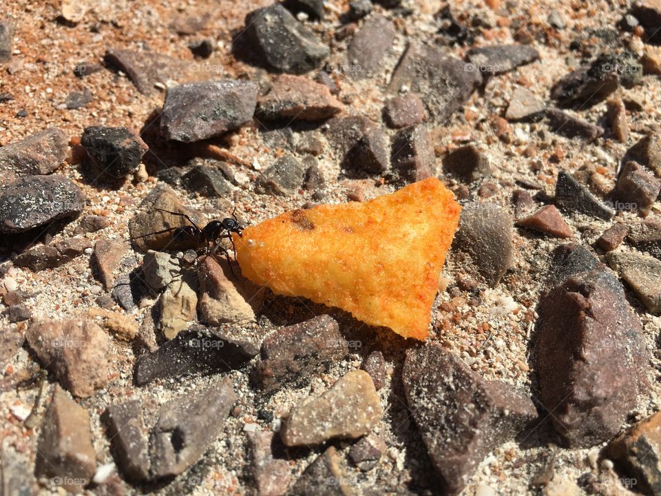 Black worker ant dragging orange tortilla chip along ground 