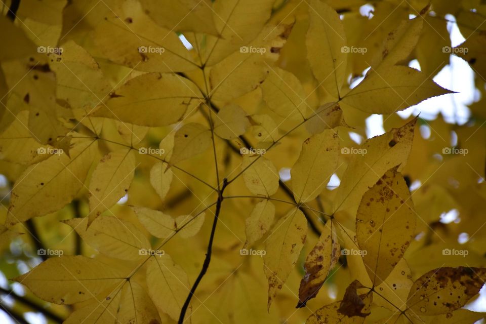 Bright yellow fall leaves on a dreary day