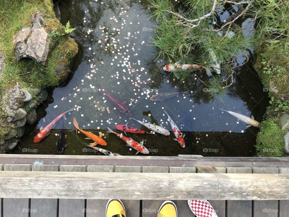 Something about a Koi fish pond makes me feel so relaxed 