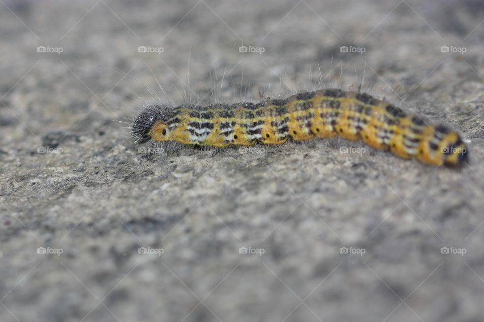 Close-up of a caterpillar