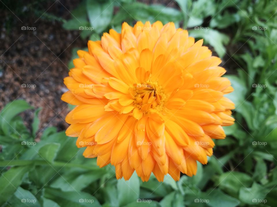 Orange flower