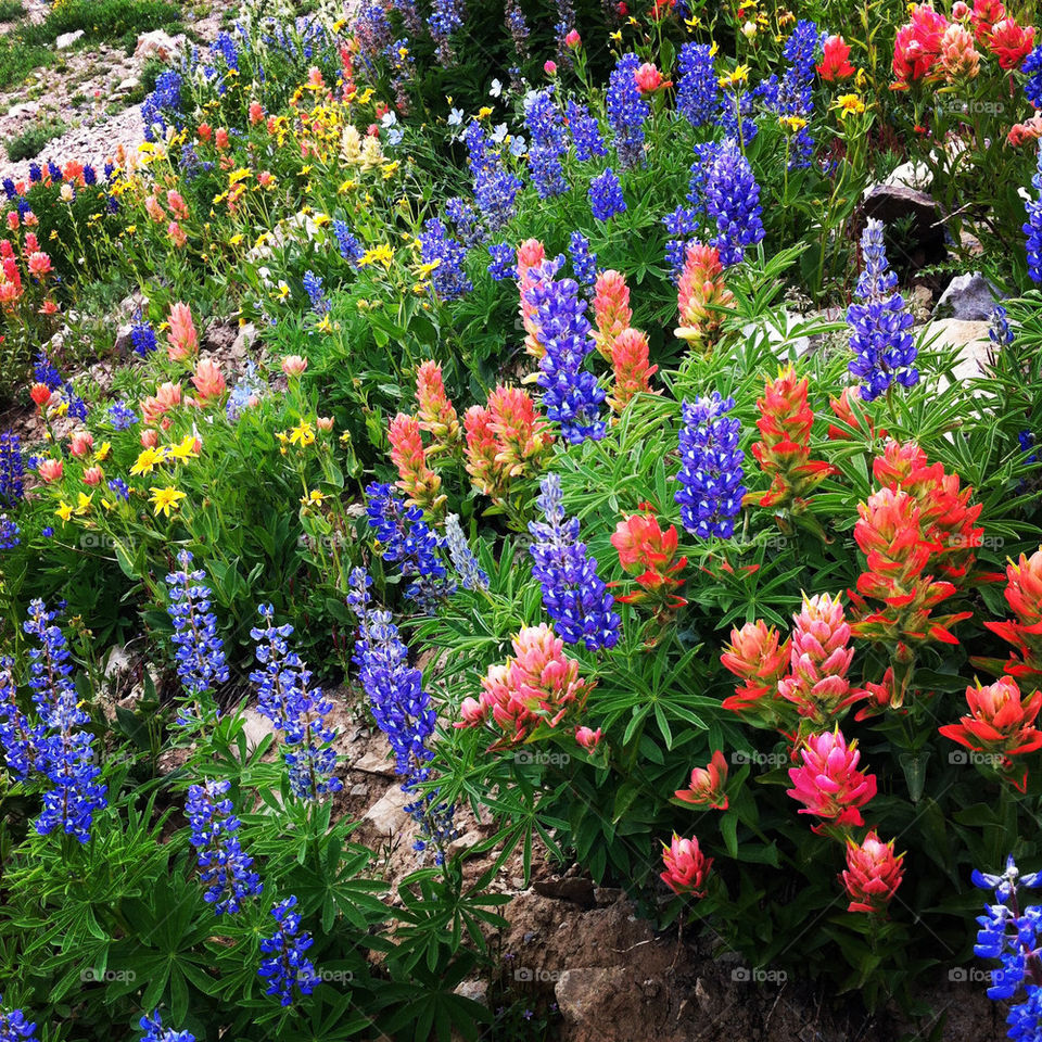 flowers meadow flora nature by lmtrent