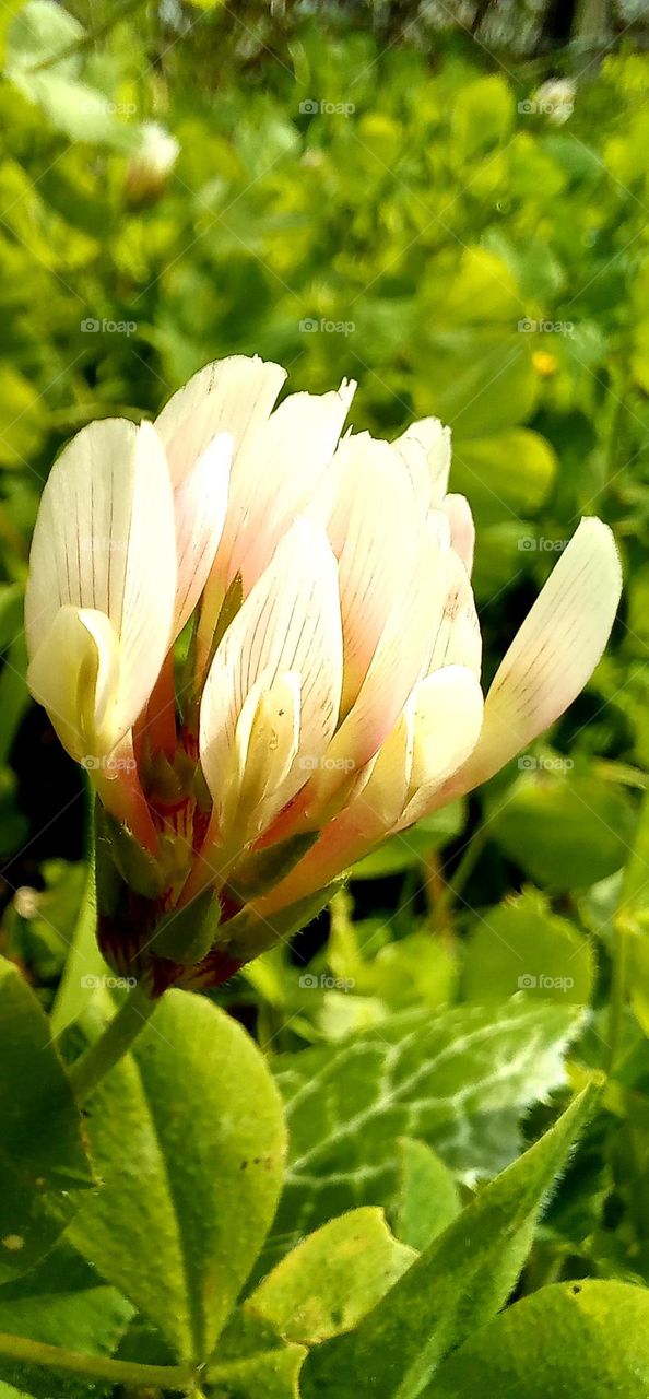 Trifolium clypeatum