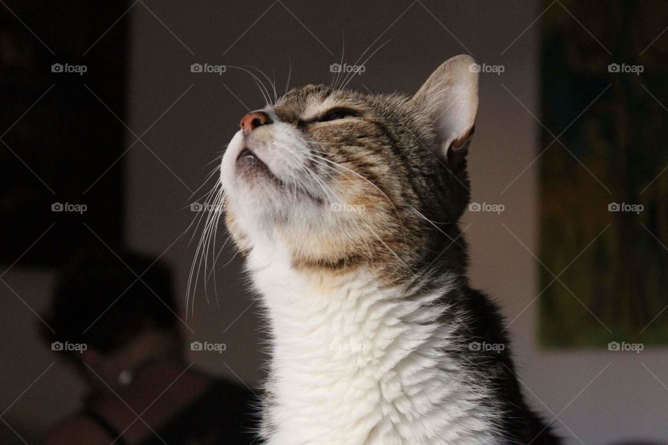 Stitch che annusa l'aria