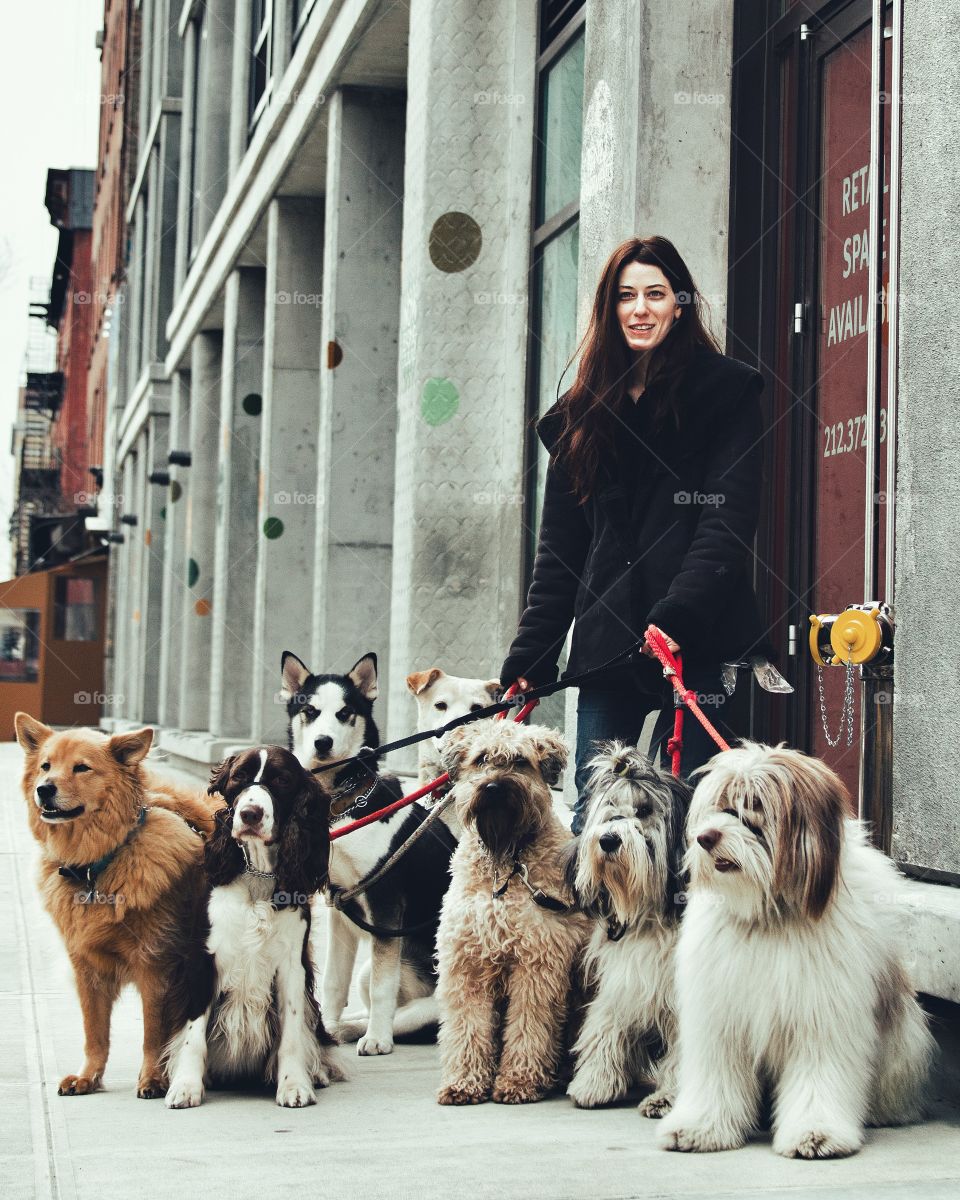 Pet owner holding group of dogs
