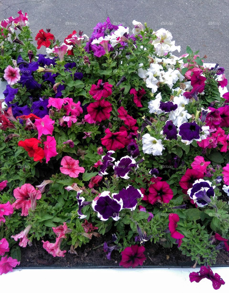 colorful flowers growing in the flowerbeds summer time street art