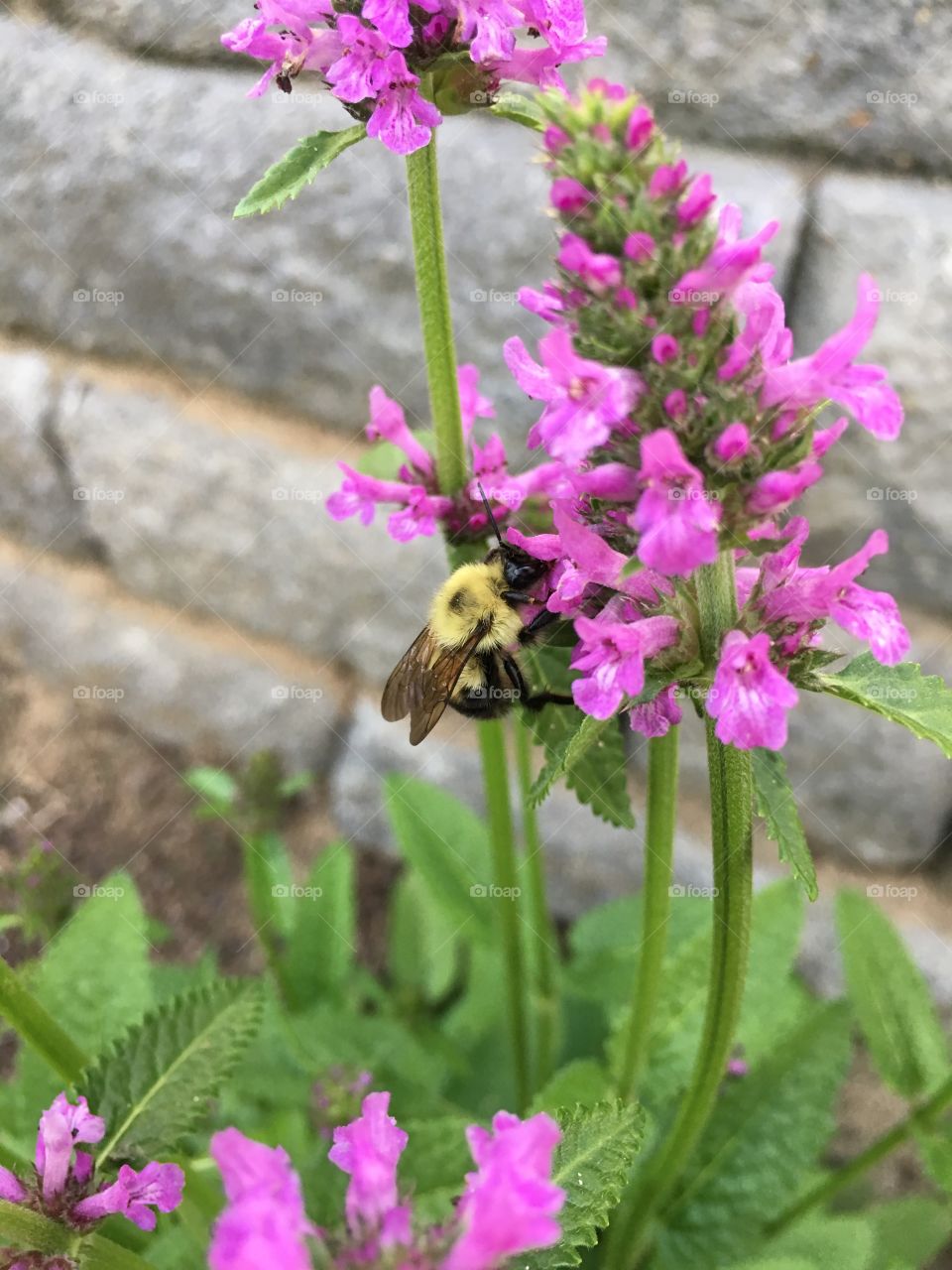 Busy bumblebee