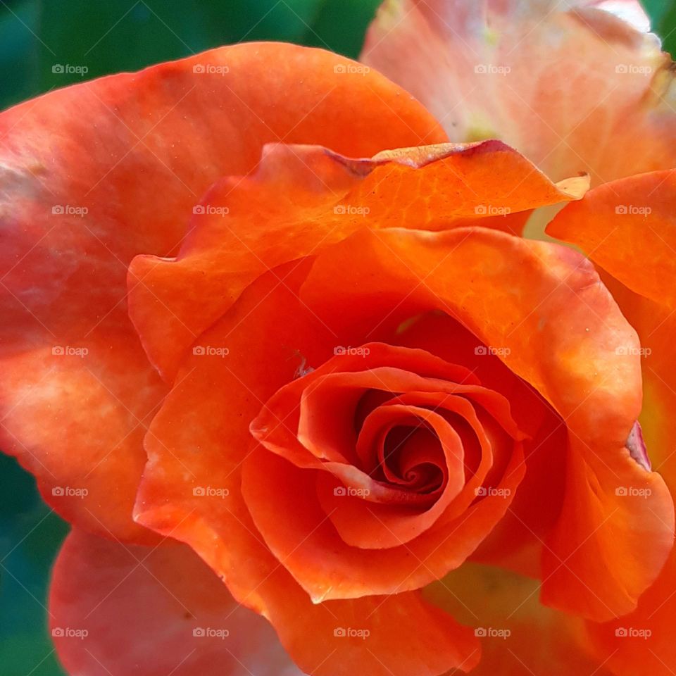 la rosa muestra su color con orgullo