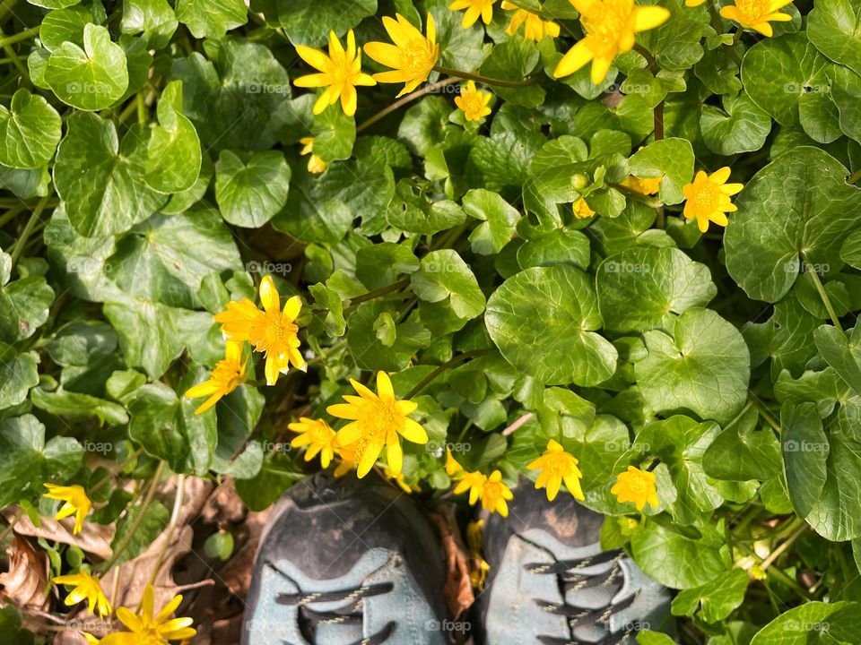 Close up of yellow lesser celandine and blue hiking shoes 