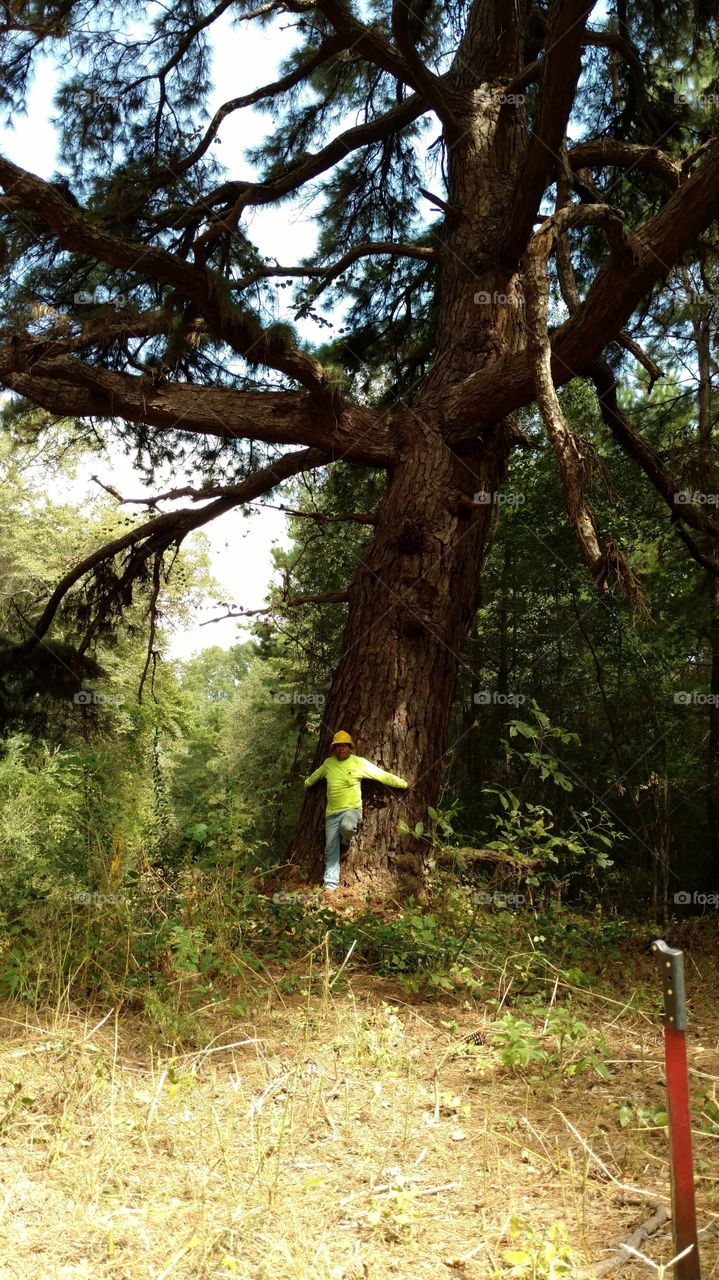 150+ Year Old Pine Tree in East Texas