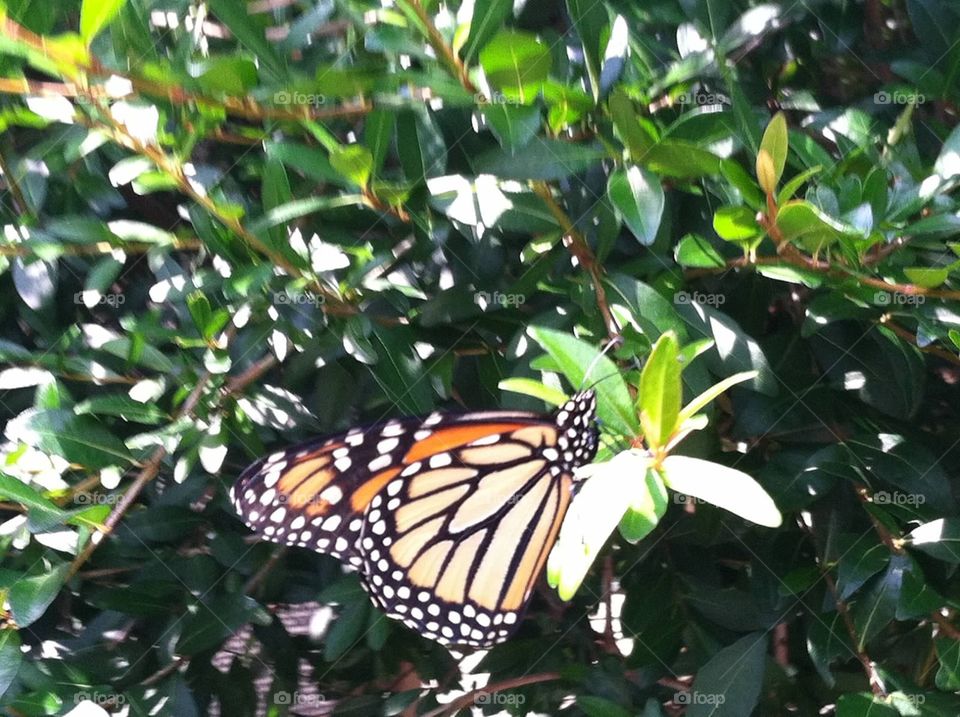 Butterfly at Brookgreen