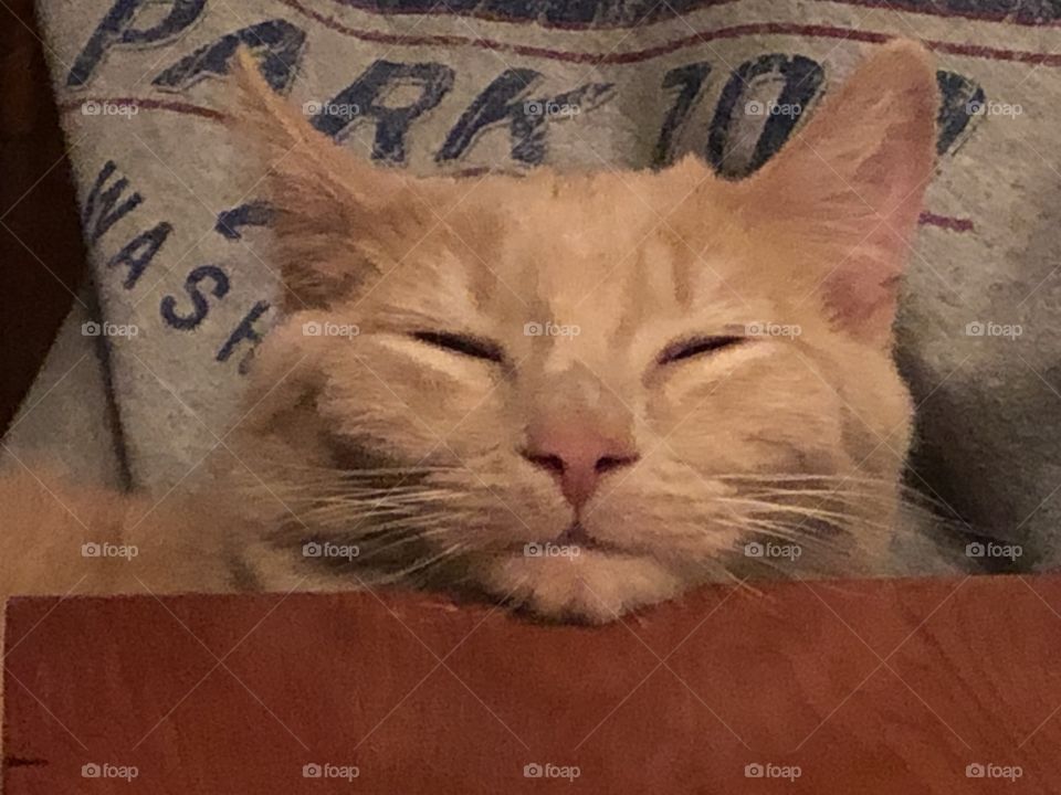 Lazy beige tabby resting head on table 