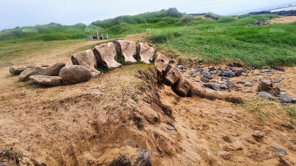 Whale skeleton on the Ytri Tunga beach on Snaefellsnes peninsula in western Iceland.