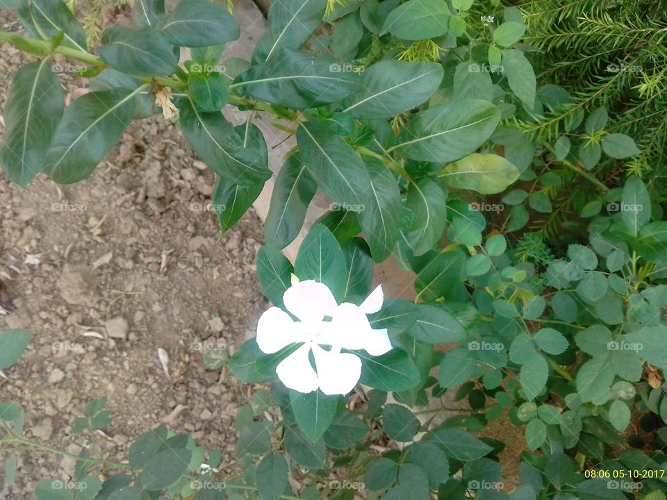 Leaf, Flora, Nature, Summer, No Person