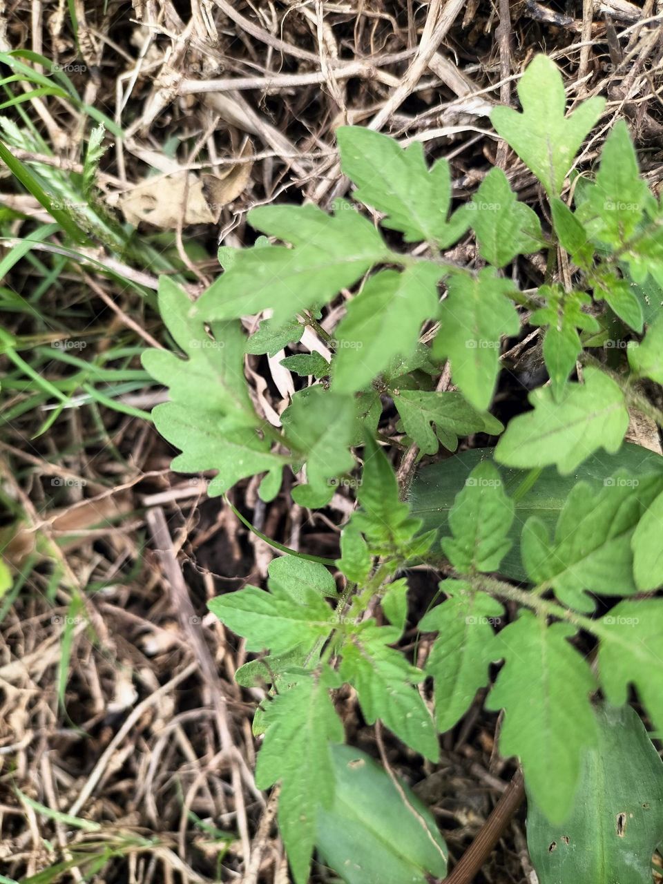 young tomato