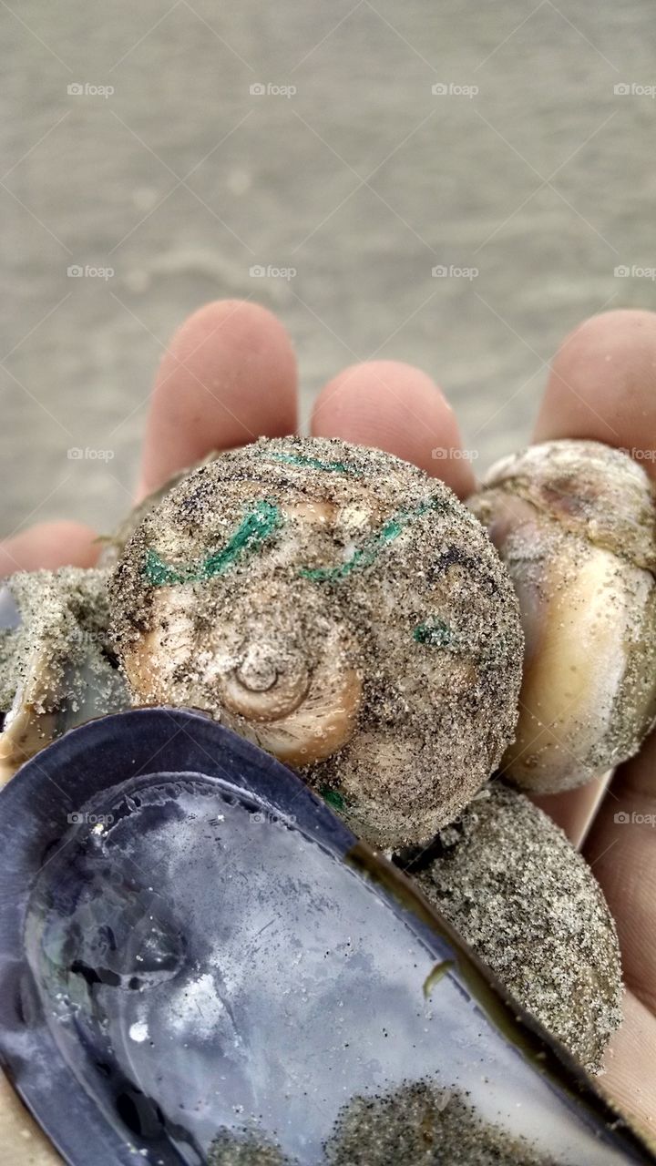 Seashells in hand