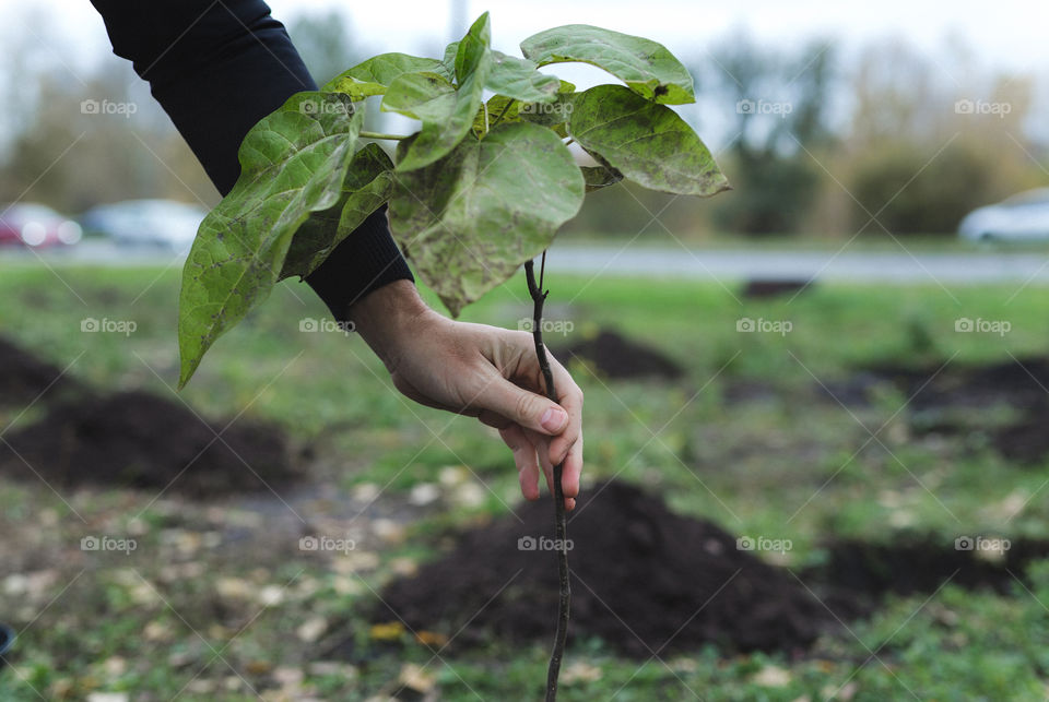 a man is planting trees on his plot.  spring mood, warmth, green grass