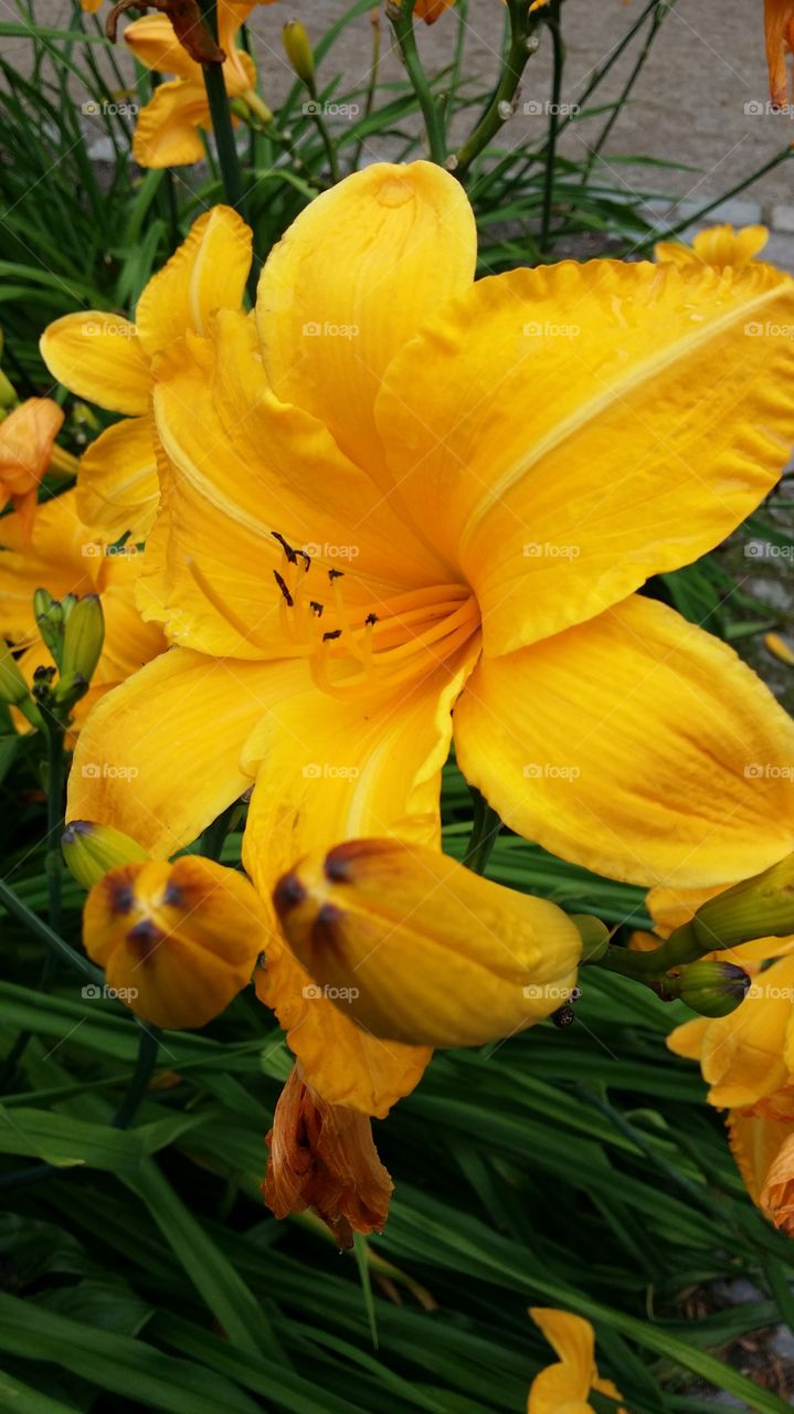 yellow lilly