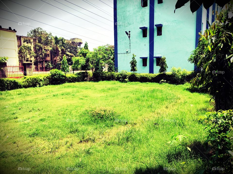 Wonderful Vegetation 🥬
Green Grass
Landscape View
Beside Building