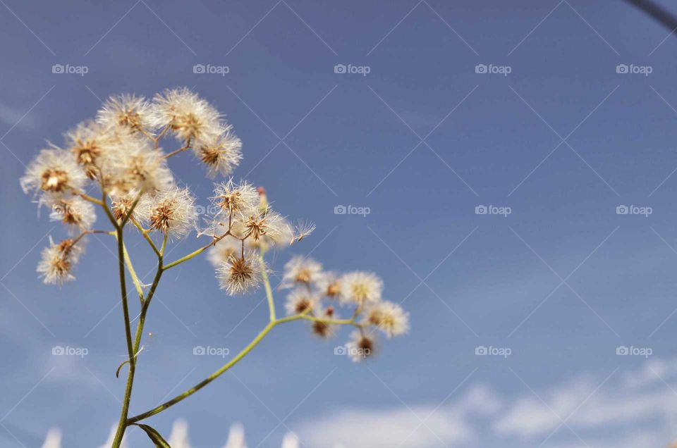 beautiful wildflowers