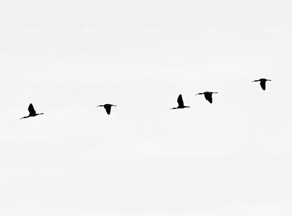 Bird flight photography - Crane - Migration towards hunting ground