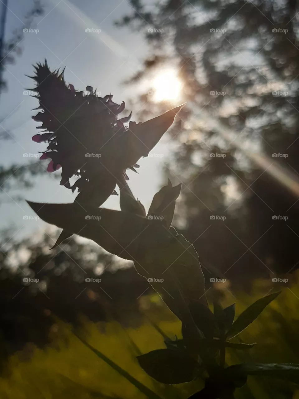 Purple loosestrife