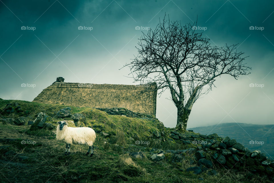 No Person, Landscape, Sky, Sheep, Travel