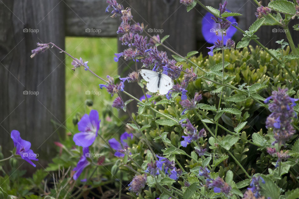 White butterfly on blue purple flowers 