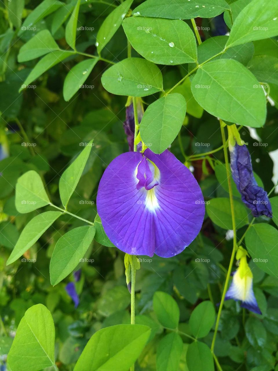 Beautiful blooming Clitoria ternatea flower