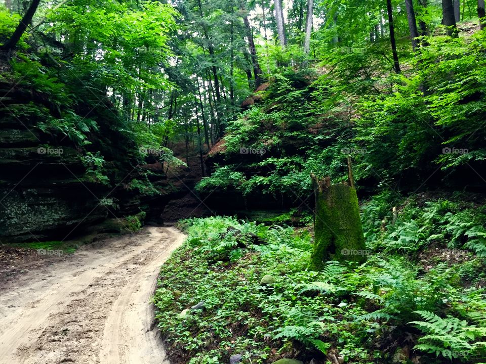 winding path through vibrant green woods