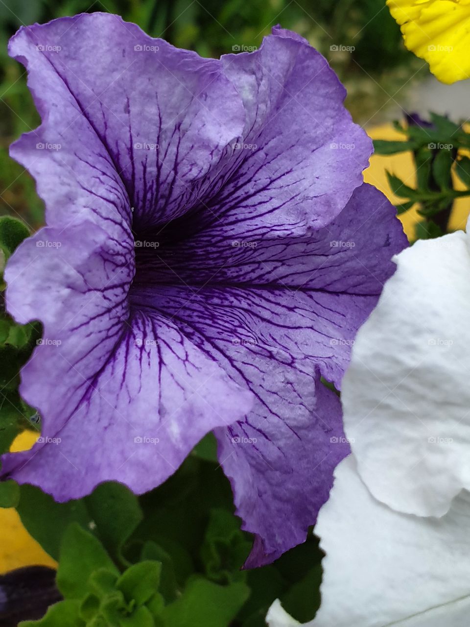 purple petunia with violet veins in the garden closeup