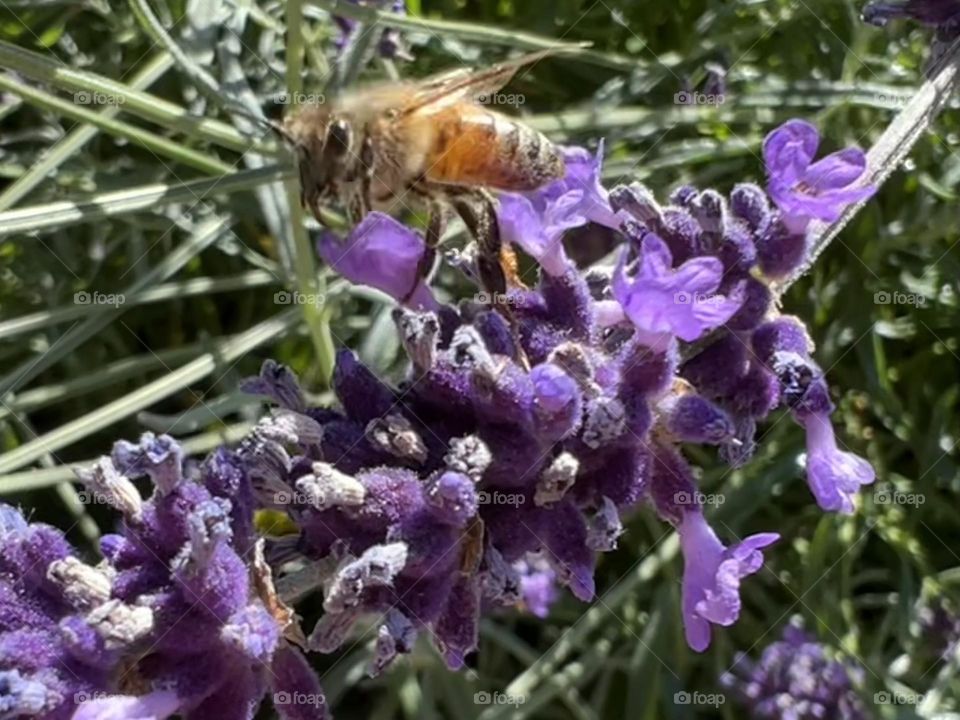 Bee
