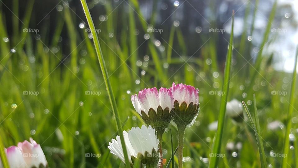 Gänseblümchen mit Regentropfen