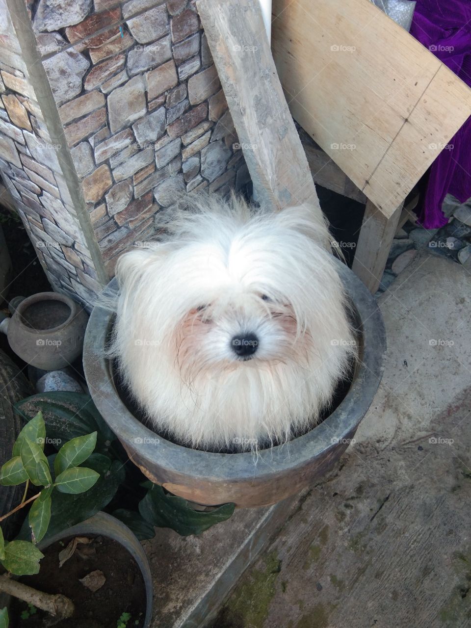 pomeranian mini dog in the pot