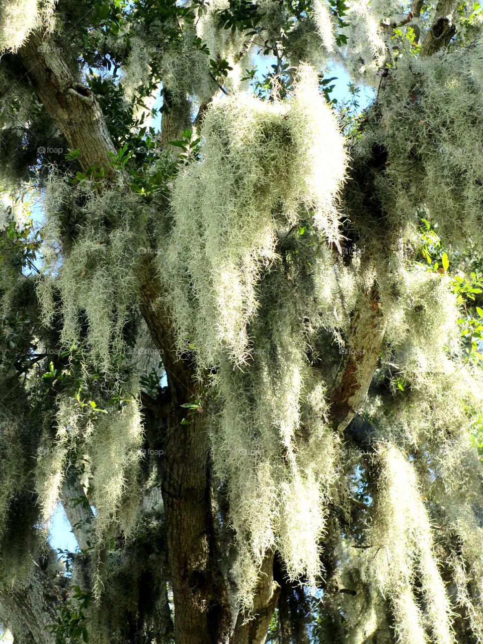 Southern charm of legendary Spanish Moss, Old Man's Beard, Maiden's Hair on Live Oak tree