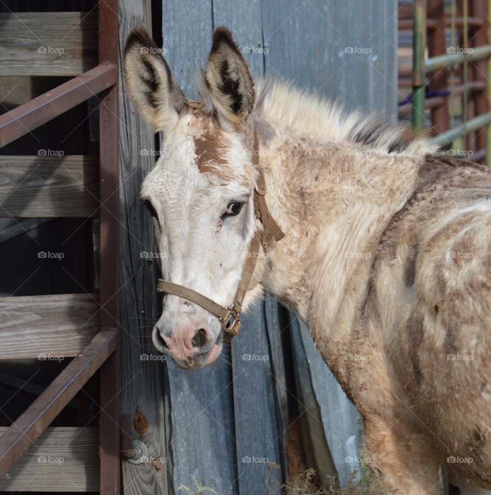 Close-up of a donkey