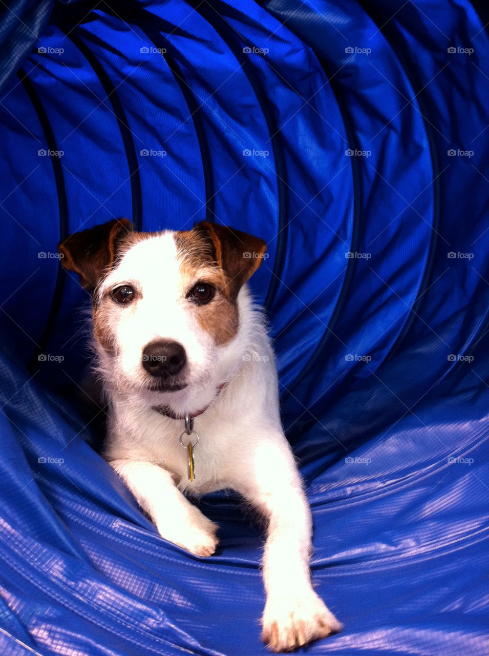 tunnel blue dog cute by infostyx