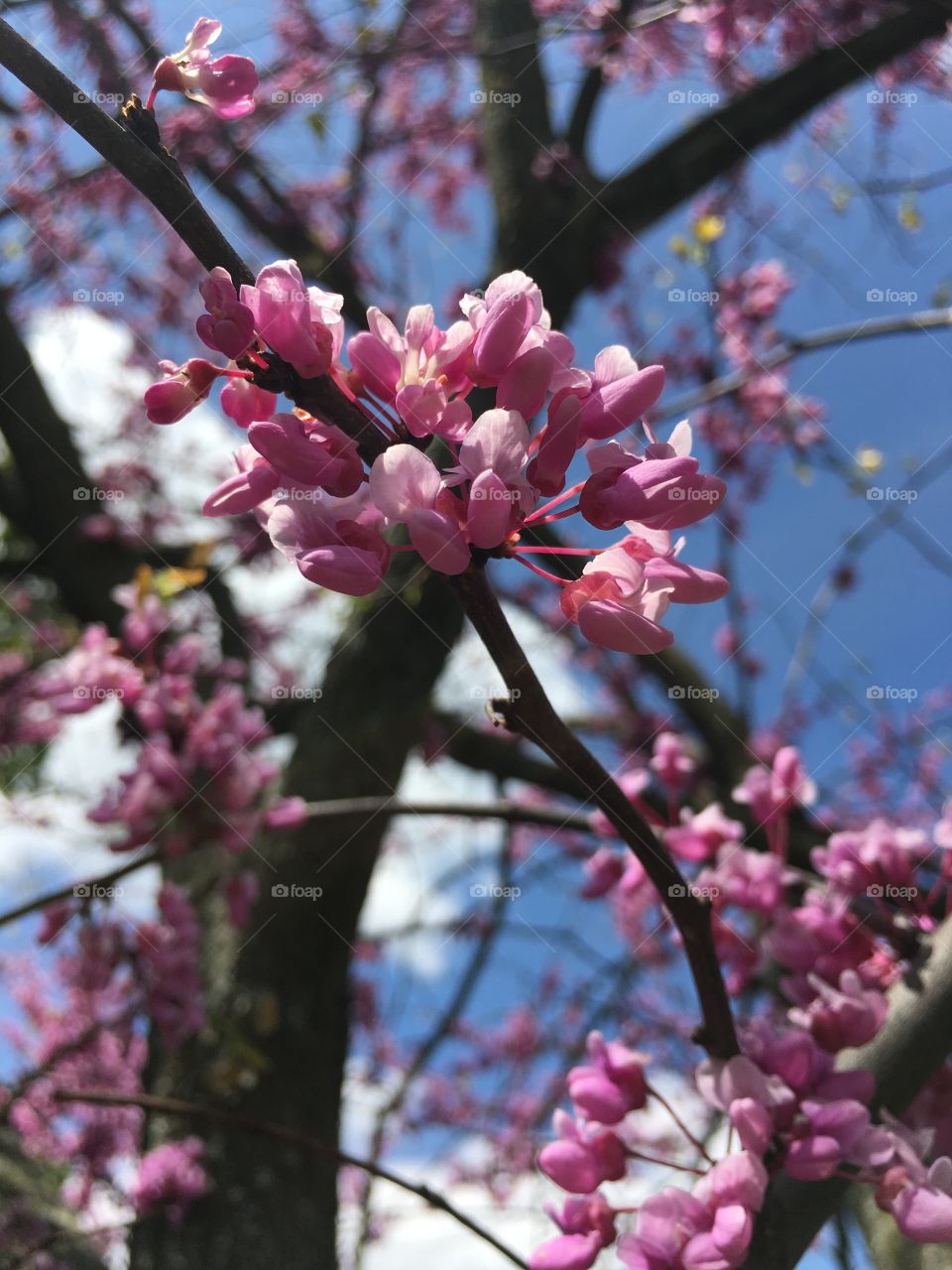 Redbud blossoms