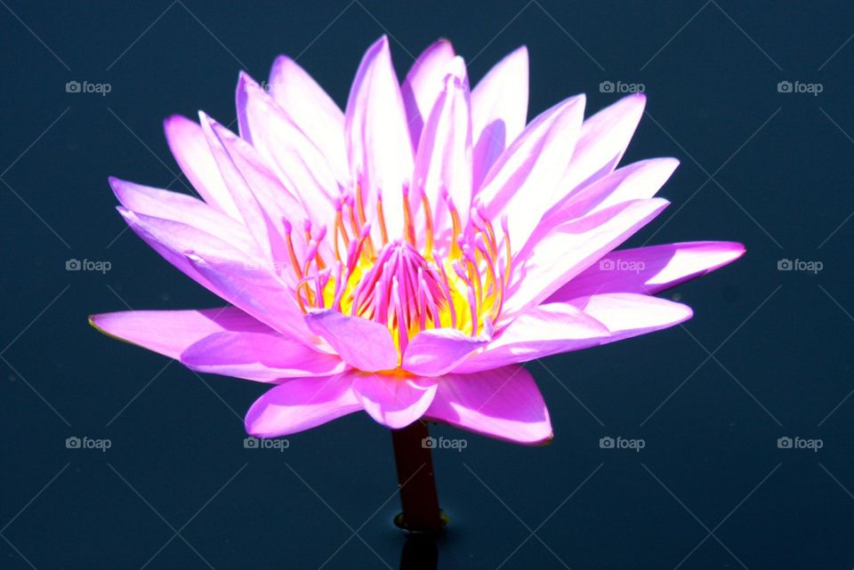 lotus
