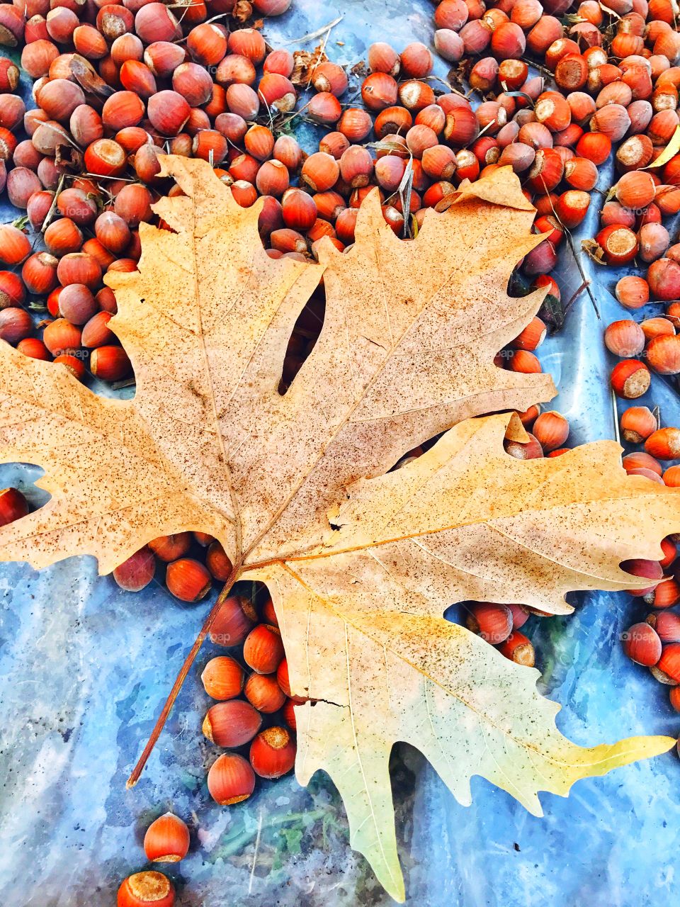 leaf and nuts