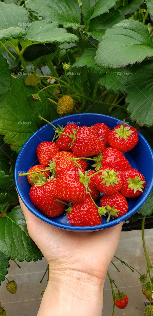 Picking strawberries